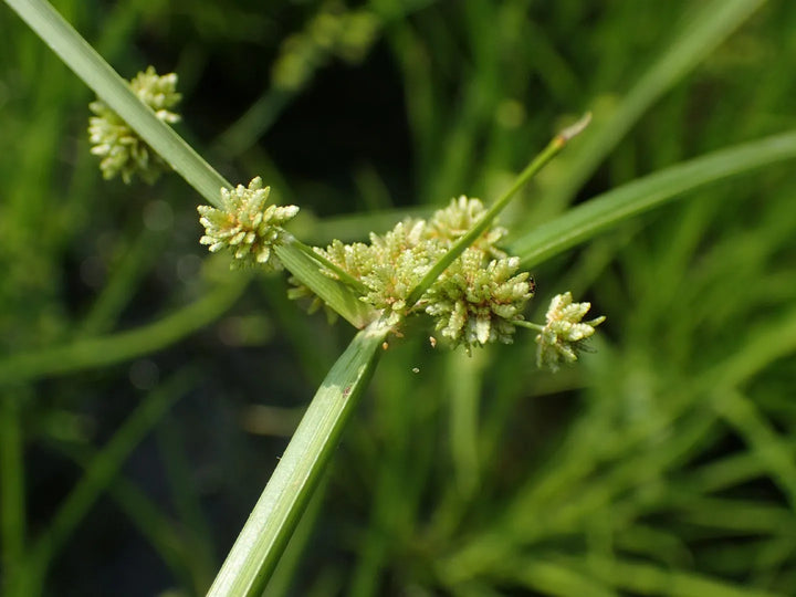 Yellow Cyperus Papyrus Plant Seeds for Planting - 100