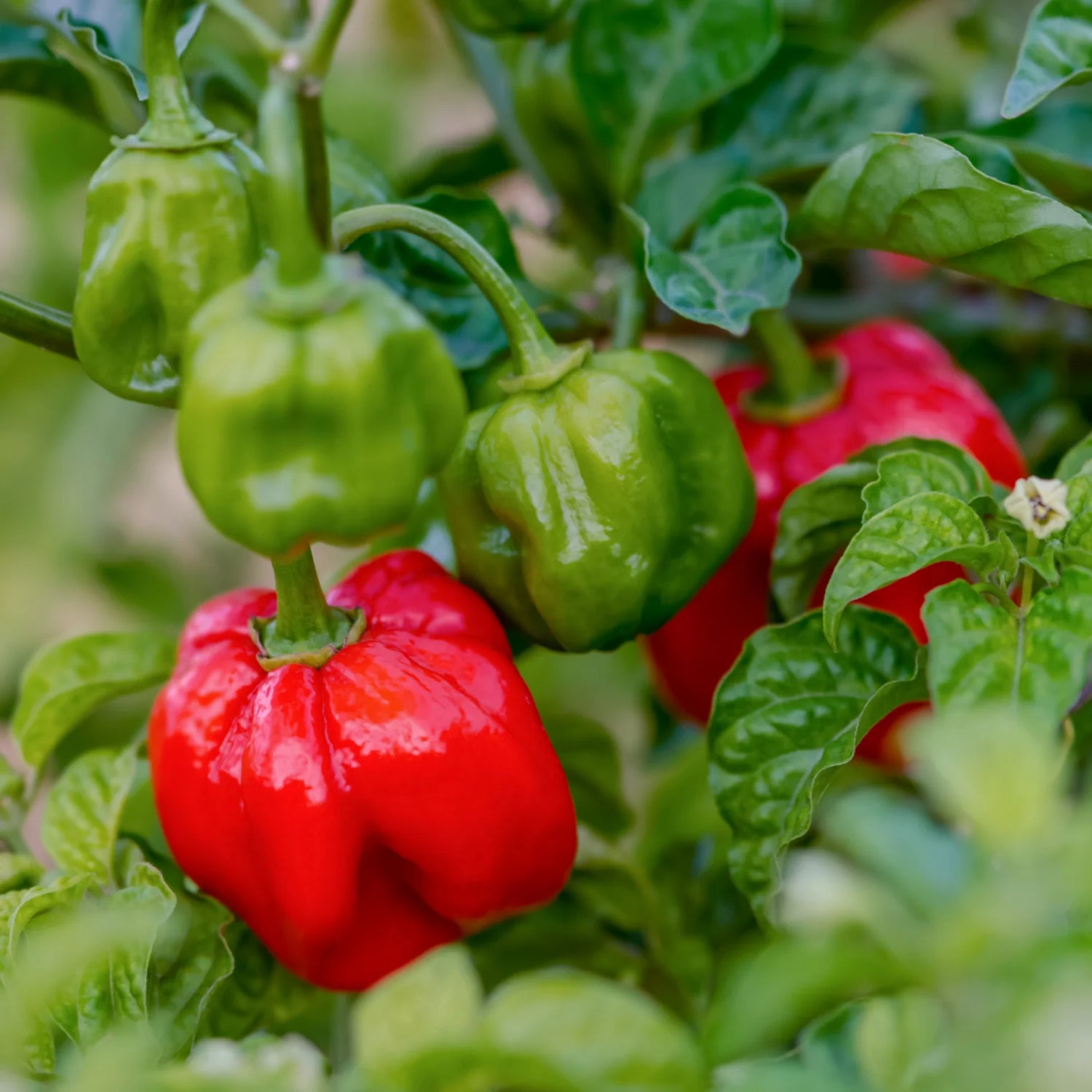 Riot Pepper Capsicum seeds for growing super-hot peppers in your home garden and spicy culinary dishes