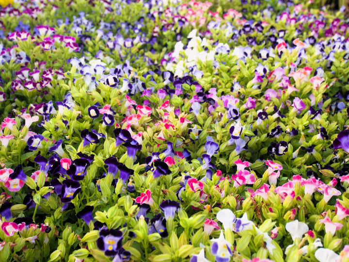 Mix Fournieri Flower Seeds for Planting - 100