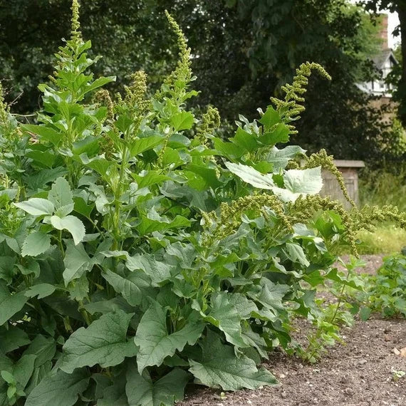 Heirloom Non-GMO Henry Plant Seeds for Garden – Unique Foliage Variety