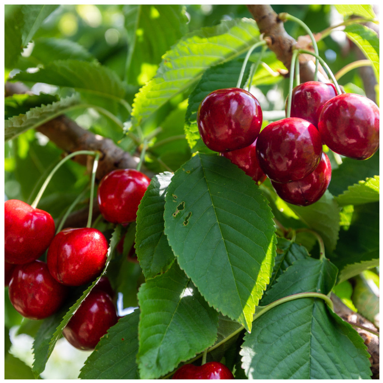 Miniature Cherry Tree Seeds for Planting - Perfect for Decorative Landscaping and Orchard Use
