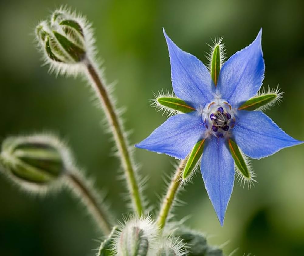 Borage Seeds (Organic)