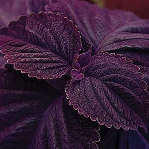 Deep Purple Coleus Plant Seeds for Planting - 100