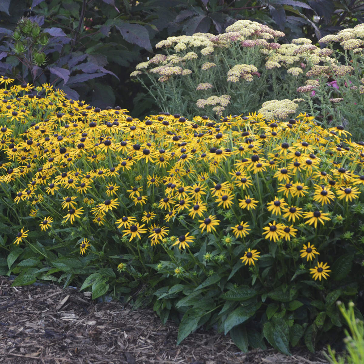 Dynamic Duo - Echinacea & Black Eyed Susan Mix