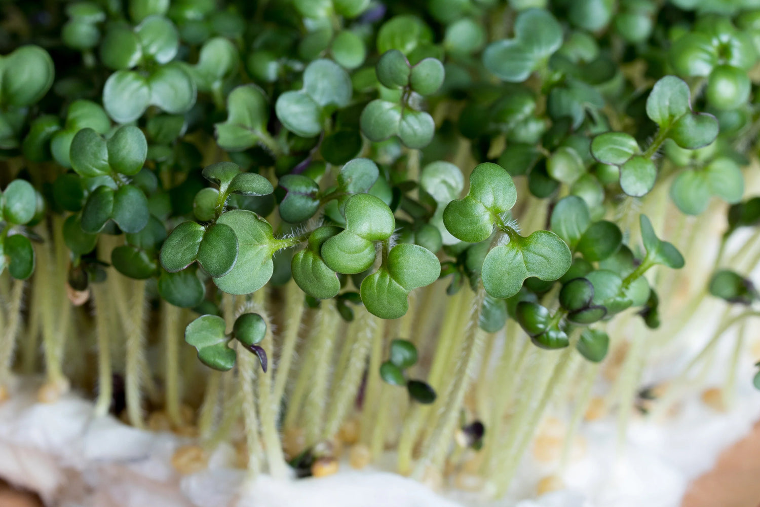 Mizuna Organic Microgreen Seed