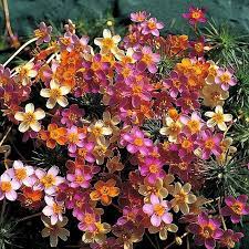 Mix Leptosiphon Flower Seeds for Planting - 100
