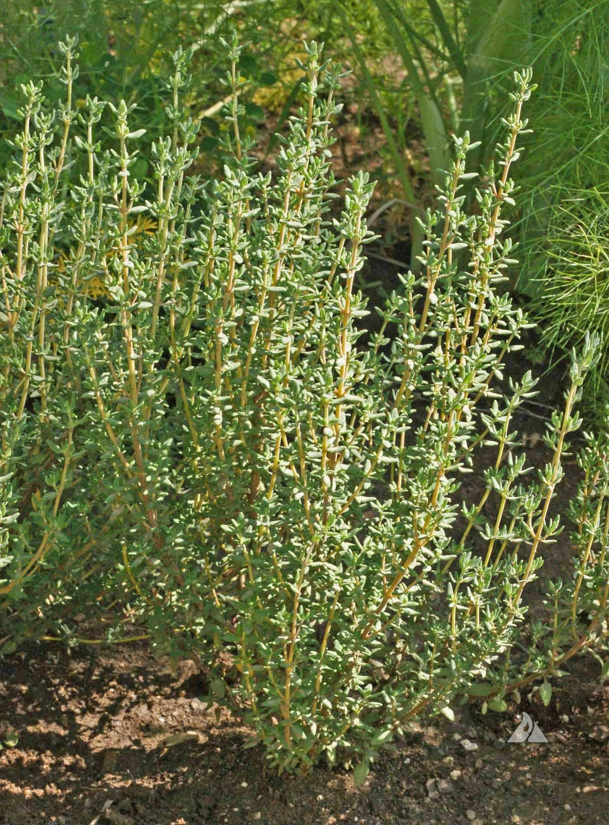 Thyme Seeds (Organic)