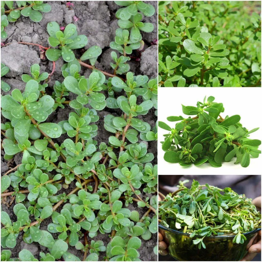 Bulk Purslane Seeds - Green