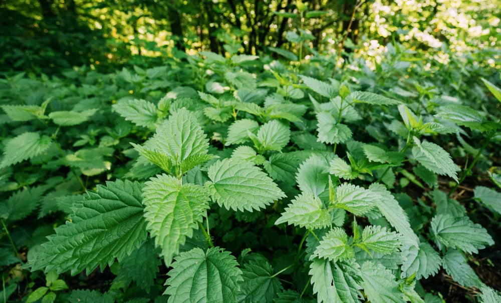 Stinging Nettle