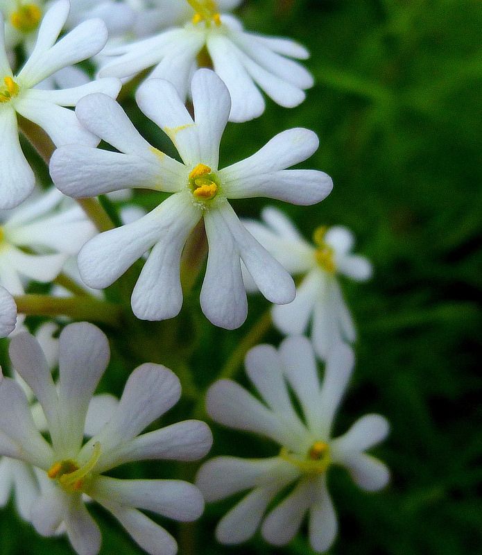 White Zaluzianskya Flower Seeds for Planting - 100