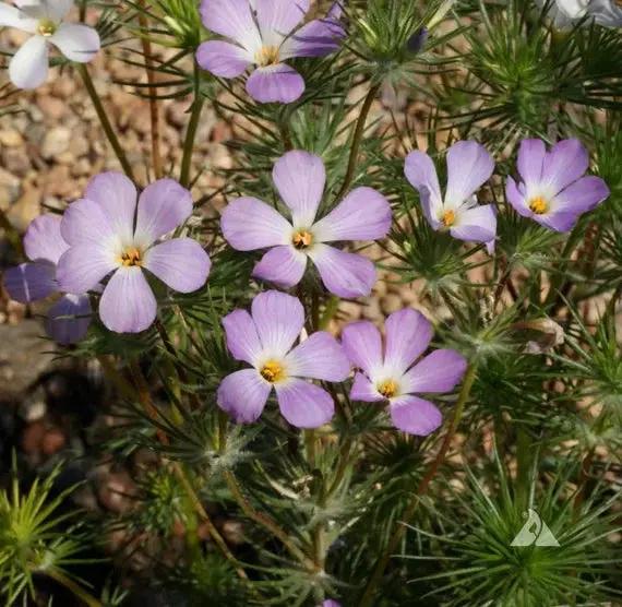 Lavender Linanthus Flower Seeds for Planting NON GMO Seeds Dhara Seeds