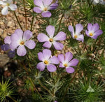 Lavender Linanthus Flower Seeds for Planting NON GMO Seeds Dhara Seeds