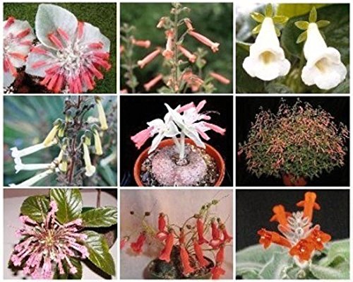 Mixed Caudex Succulent Seeds – Heirloom Non‑GMO Ornamental Seeds