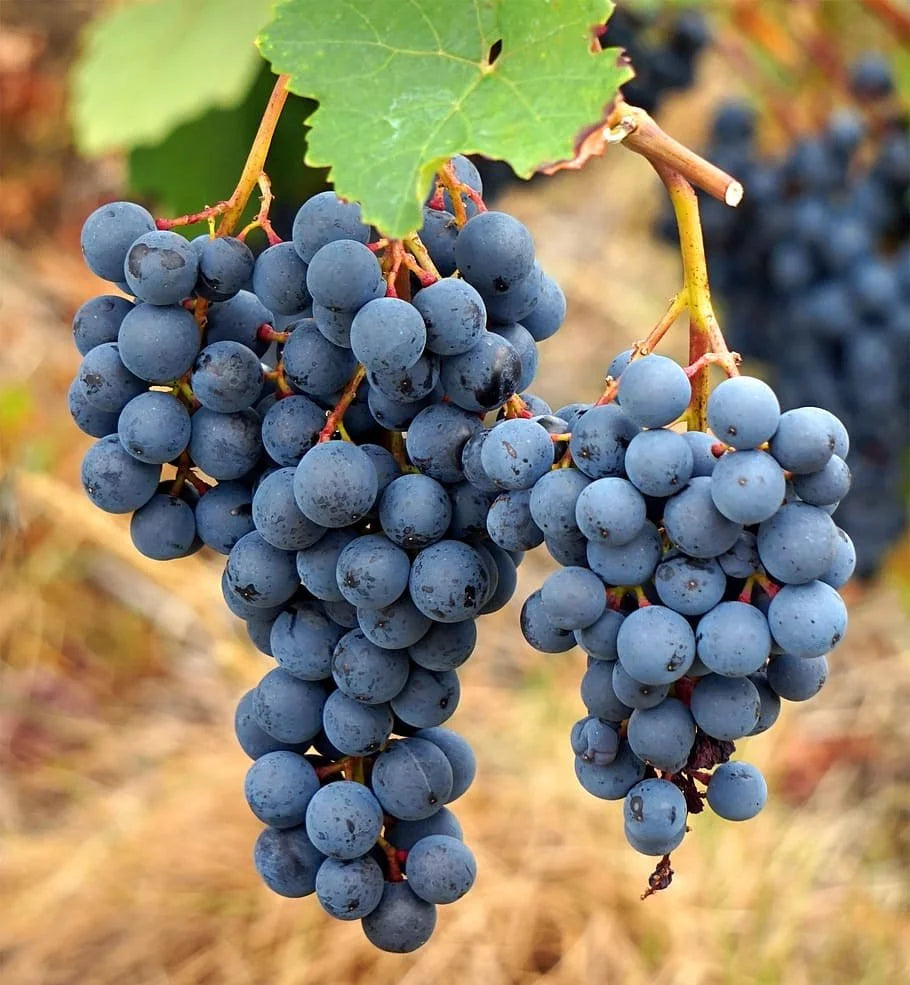 Grape Fruit Seed for Planting - Dark Blue Color Variety, Garden Seeds for Home, Heirloom Seeds