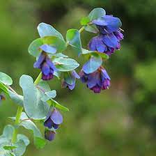 Blue Shrimp Flower Seeds for Planting, 100