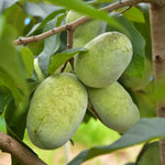 Green Asminia Triloba Plant Seeds for Planting - NON GMO Seeds Dhara Seeds