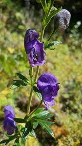 Heirloom Blue Aconitum Napellus Flower Seeds for Planting, Non-GMO Dhara Seeds