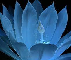 Light Blue Epiphyllum Flower Seeds for Planting, 100