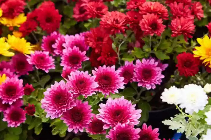Heirloom Flower Seeds for Planting - 100