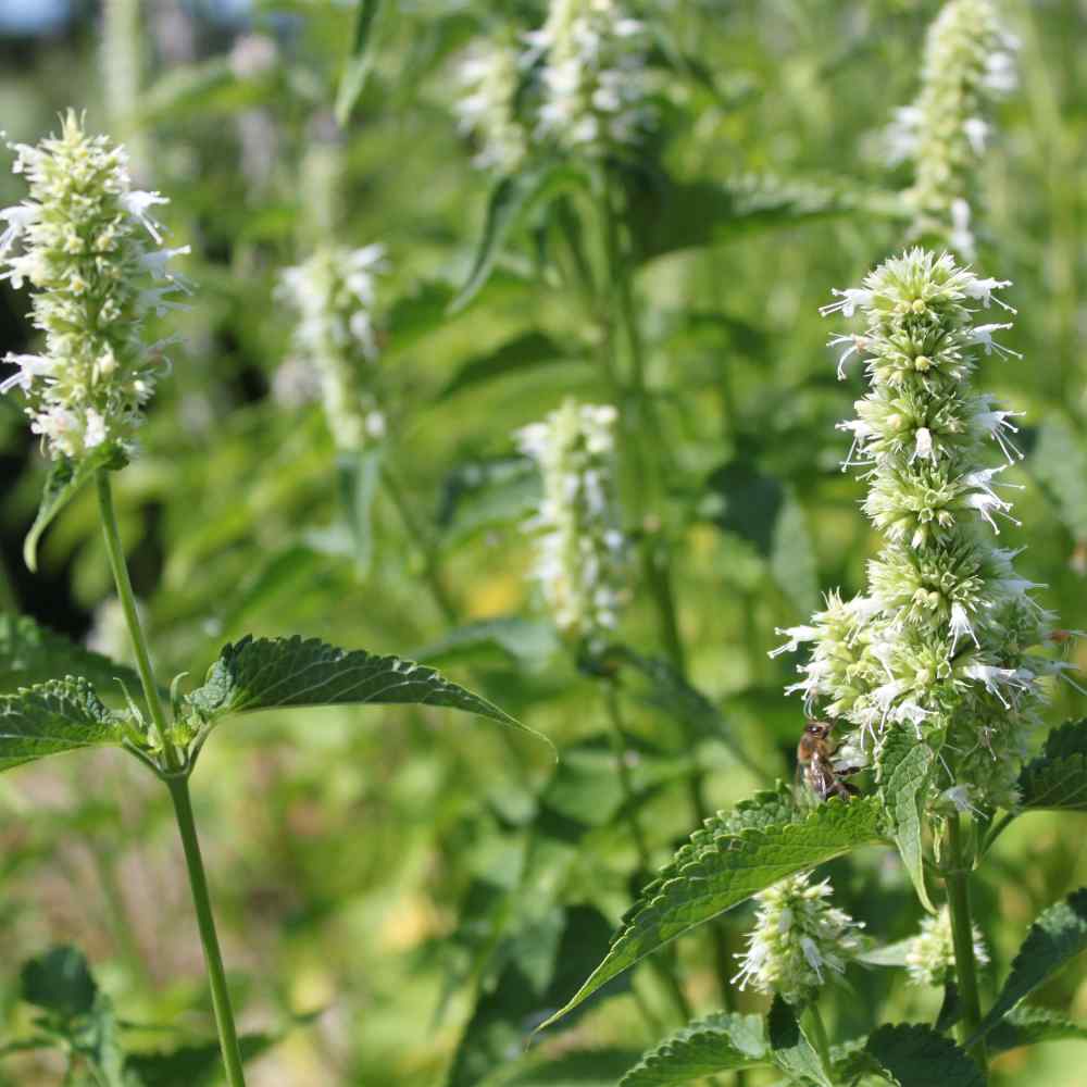 Agastache Licorice White Seeds