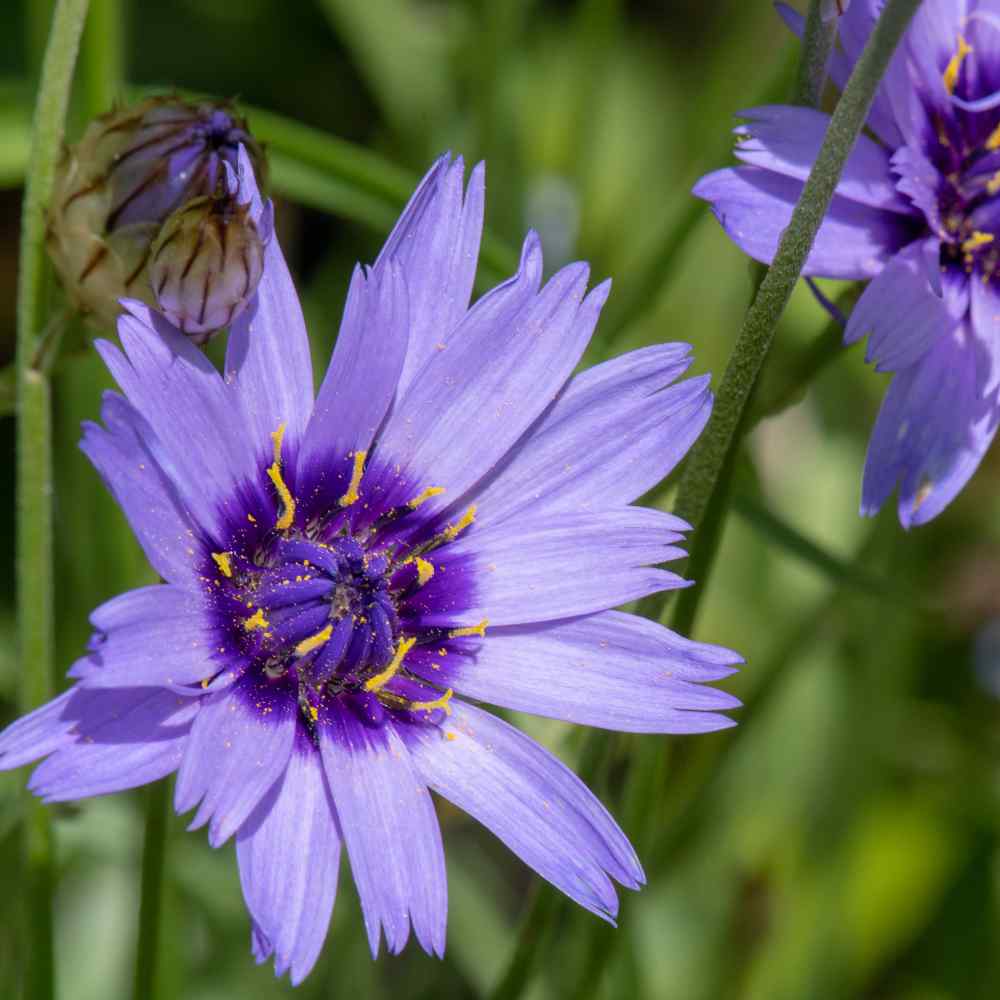 Cupid's Flower Seeds – Heirloom, Non-GMO, Delicate Romantic Blooms for Garden Planting