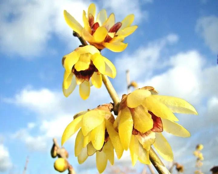 Red Chimonanthus Seeds for Planting - 100 Dhara Seeds