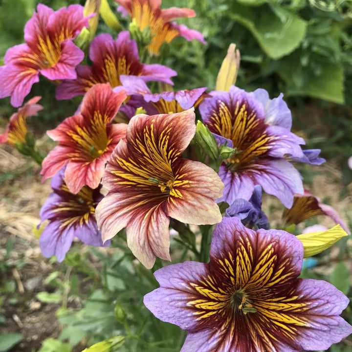 Purple Salpiglossis Flower Seeds for Planting - 100