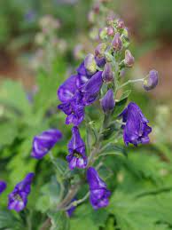 Blue Carmichaelii Flower Seeds for Planting, 100