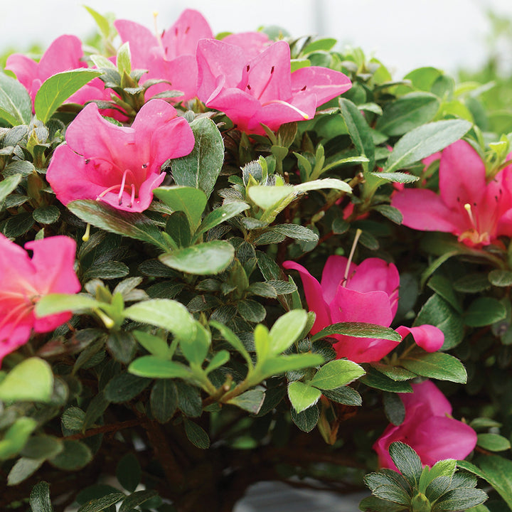 Pink Satsuki Azalea Flower Seeds – Heirloom Non-GMO Flower Seeds for Planting