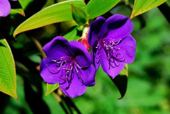 Purple Tibouchina Flower Seeds for Planting - NON GMO Seeds Dhara Seeds