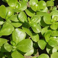 Goldberg Golden Purslane - Specialty Green Seed