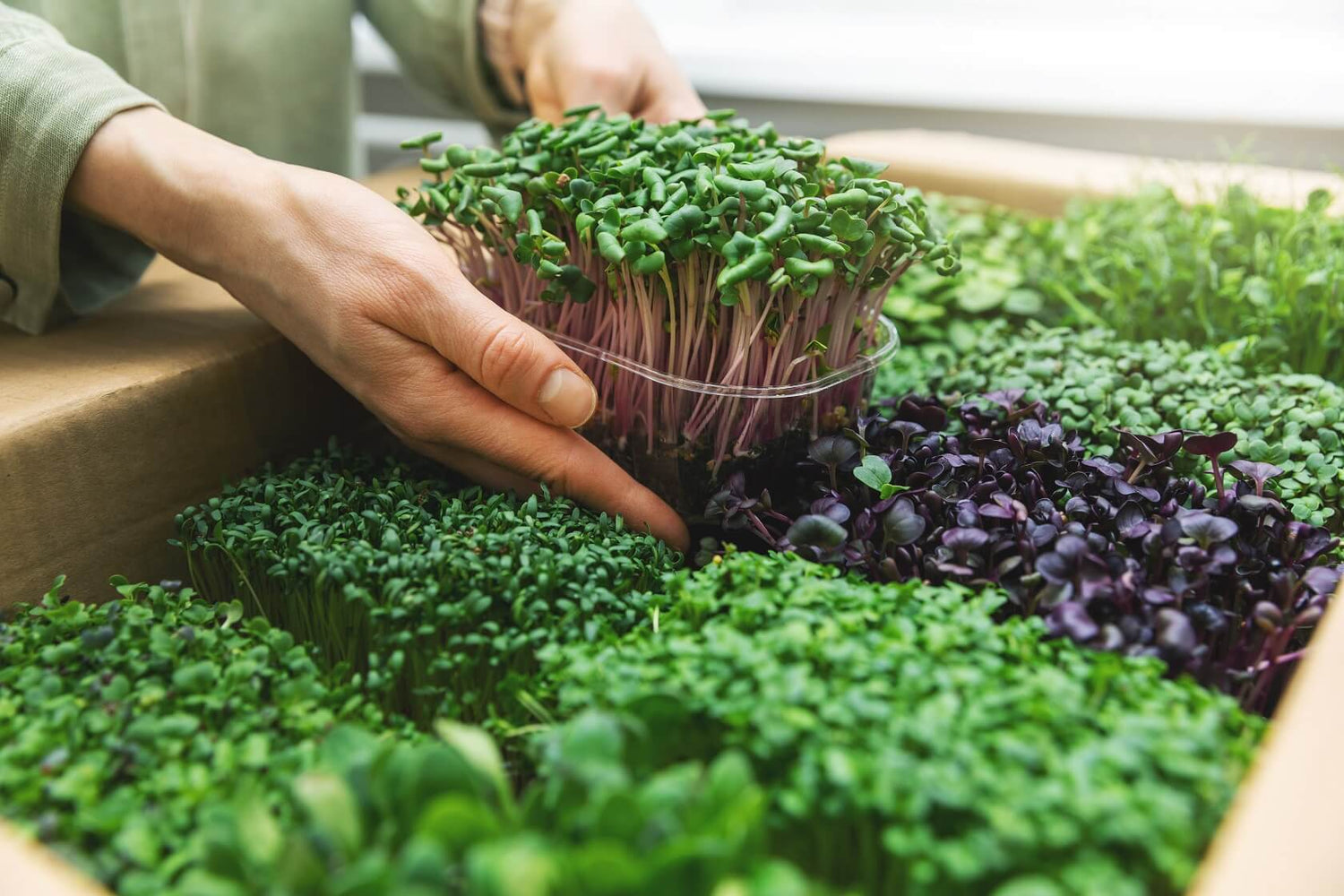 Parsley Microgreen Seed