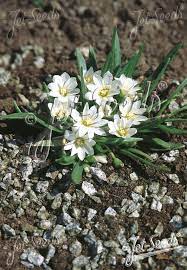 White Nevadensis Flower Seeds for Planting - 100