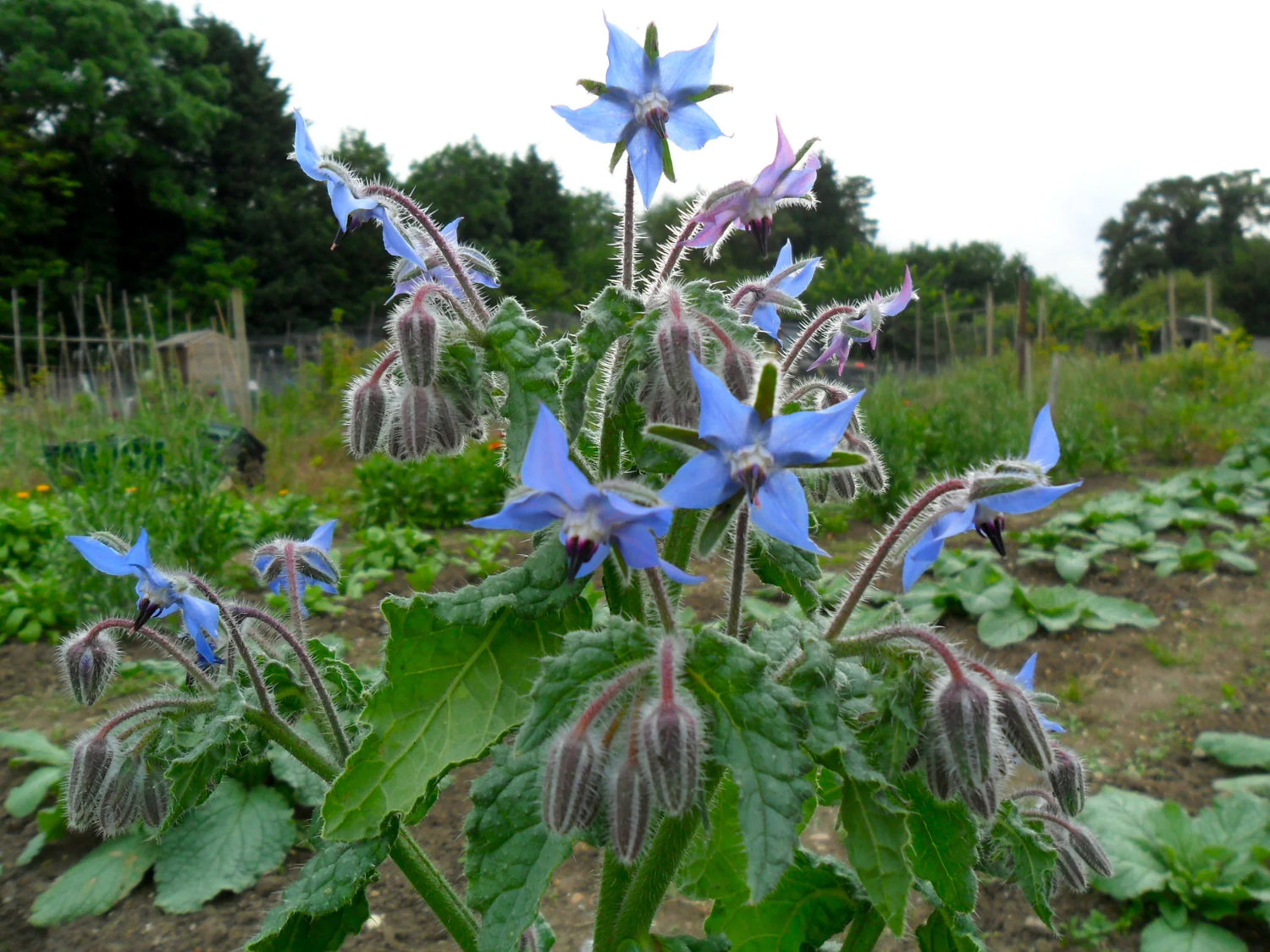 Borage Seeds