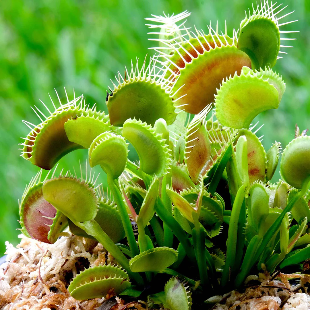 Green Venus Fly Trap Seeds – Heirloom, Non-GMO Carnivorous Plant Seeds for Planting