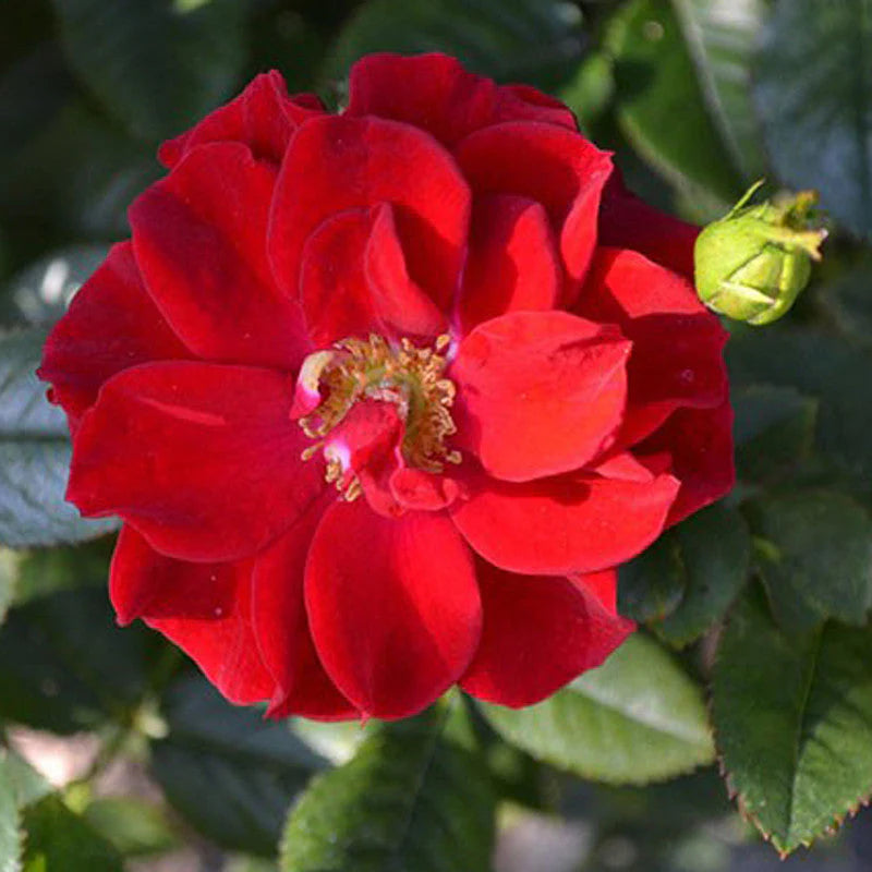 Rose Rosa Hybrida Flower Seeds for Planting