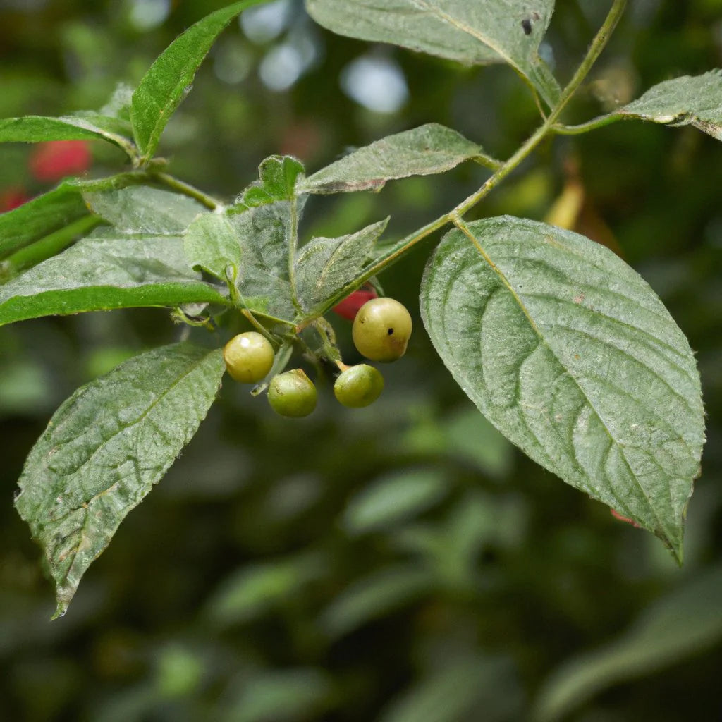 Muntingia Calabura Seeds for Planting - Unique Jamaica Cherry Fruits for Tropical Gardens