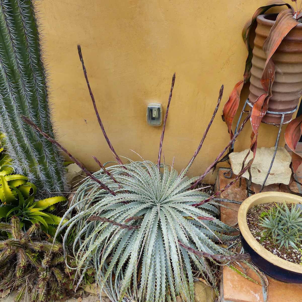 Green Hechtia Argentea Plants Seeds - Unique and Hardy Plant for Your Garden