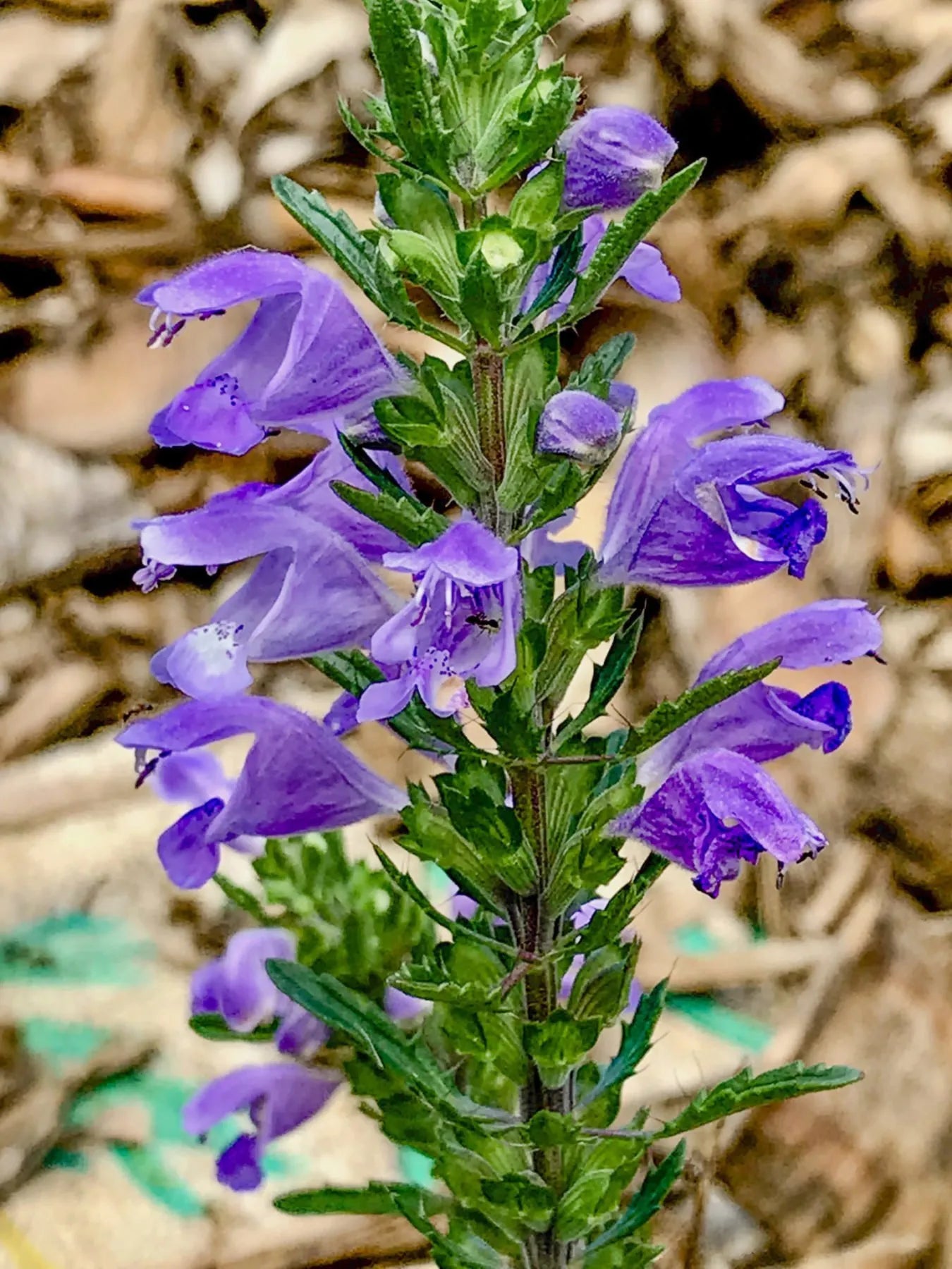 Moldavian Seeds -  Moldavian Dragonhead Balm