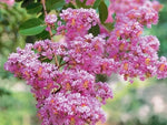 Pink Crape Myrtle Seeds for Planting - NON GMO Seeds Dhara Seeds