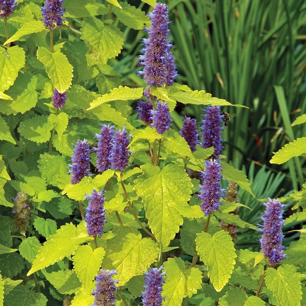 Agastache Golden Jubilee Seeds