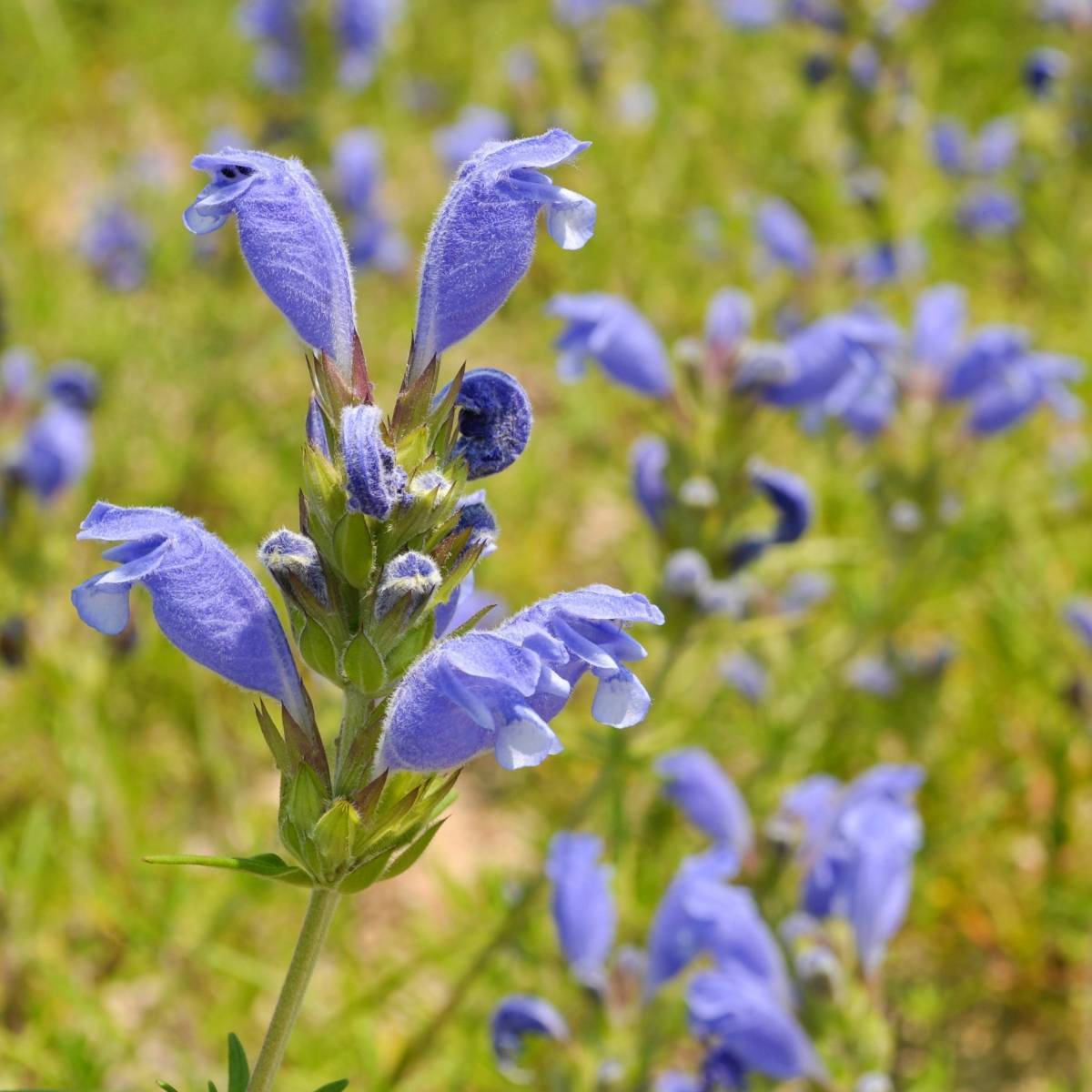 Moldavian Seeds -  Moldavian Dragonhead Balm