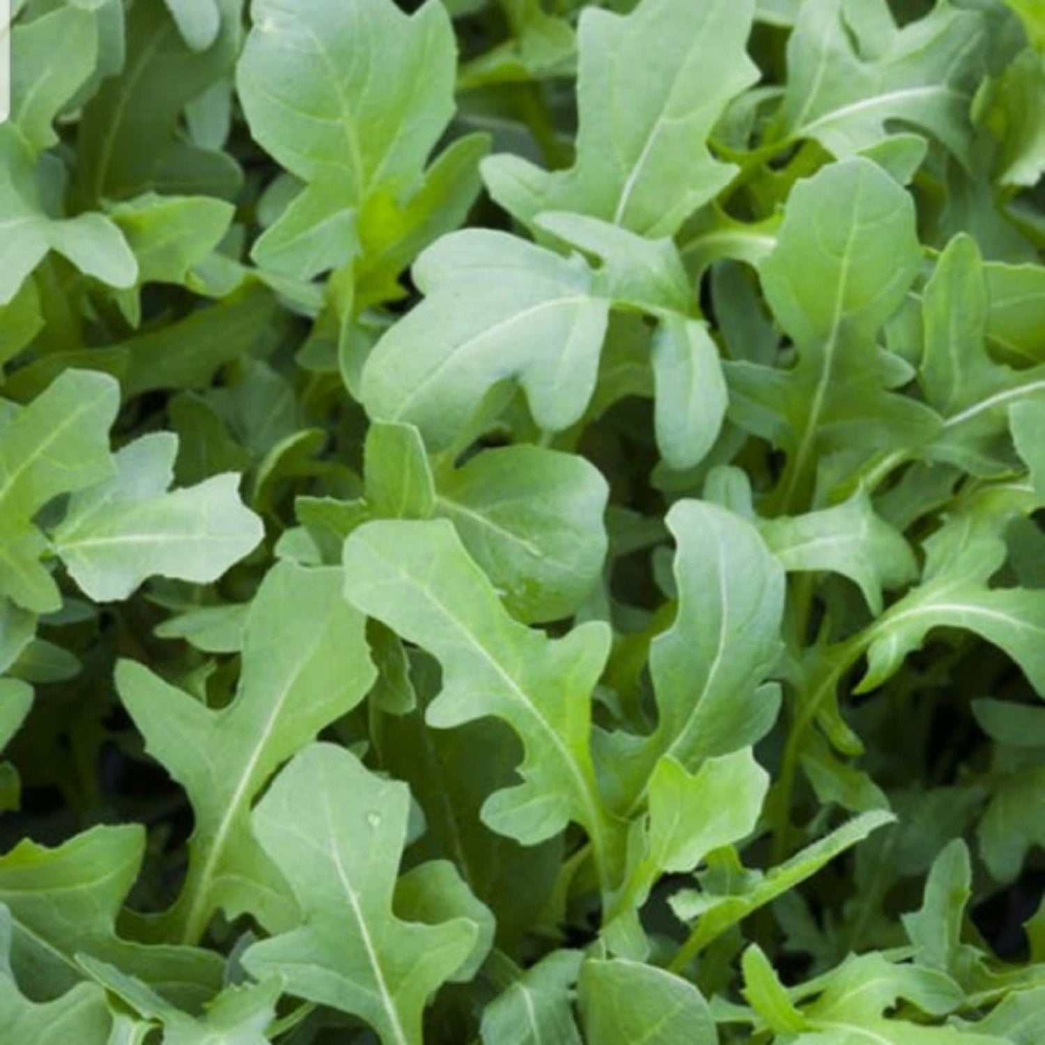 Astro Organic Salad Arugula Seed