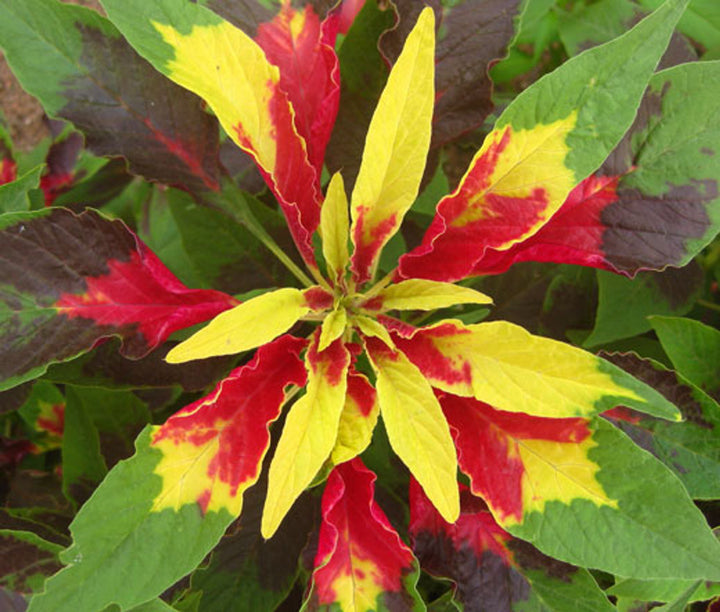 Heirloom Non-GMO Red Yellow Poinsettia Flower Seeds for Planting – Vibrant Holiday Blooming Seeds