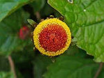 Acmella Oleracea Seeds for Planting - NON GMO Seeds Dhara Seeds