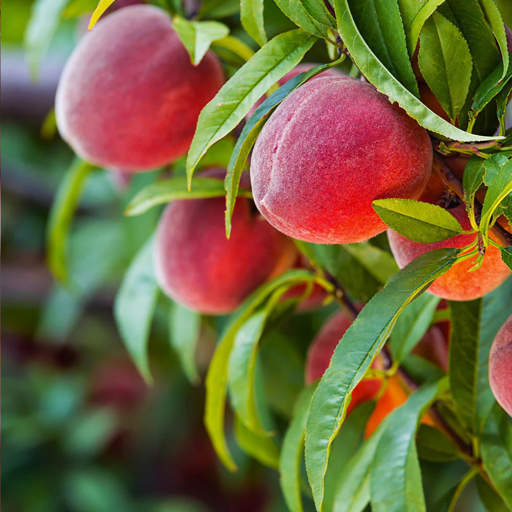 Red Peach Tree Seeds for Planting - Lush and Sweet Orchard Harvests, Heirloom and Non-GMO Seeds for Planting