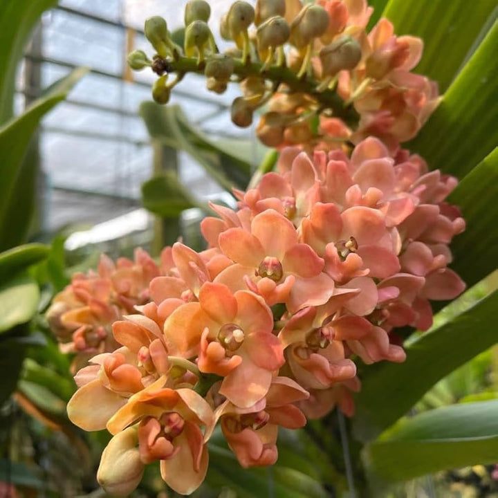 Peach Phalaenopsis Orchid Flower Seeds – Non-GMO Heirloom Seeds for Planting