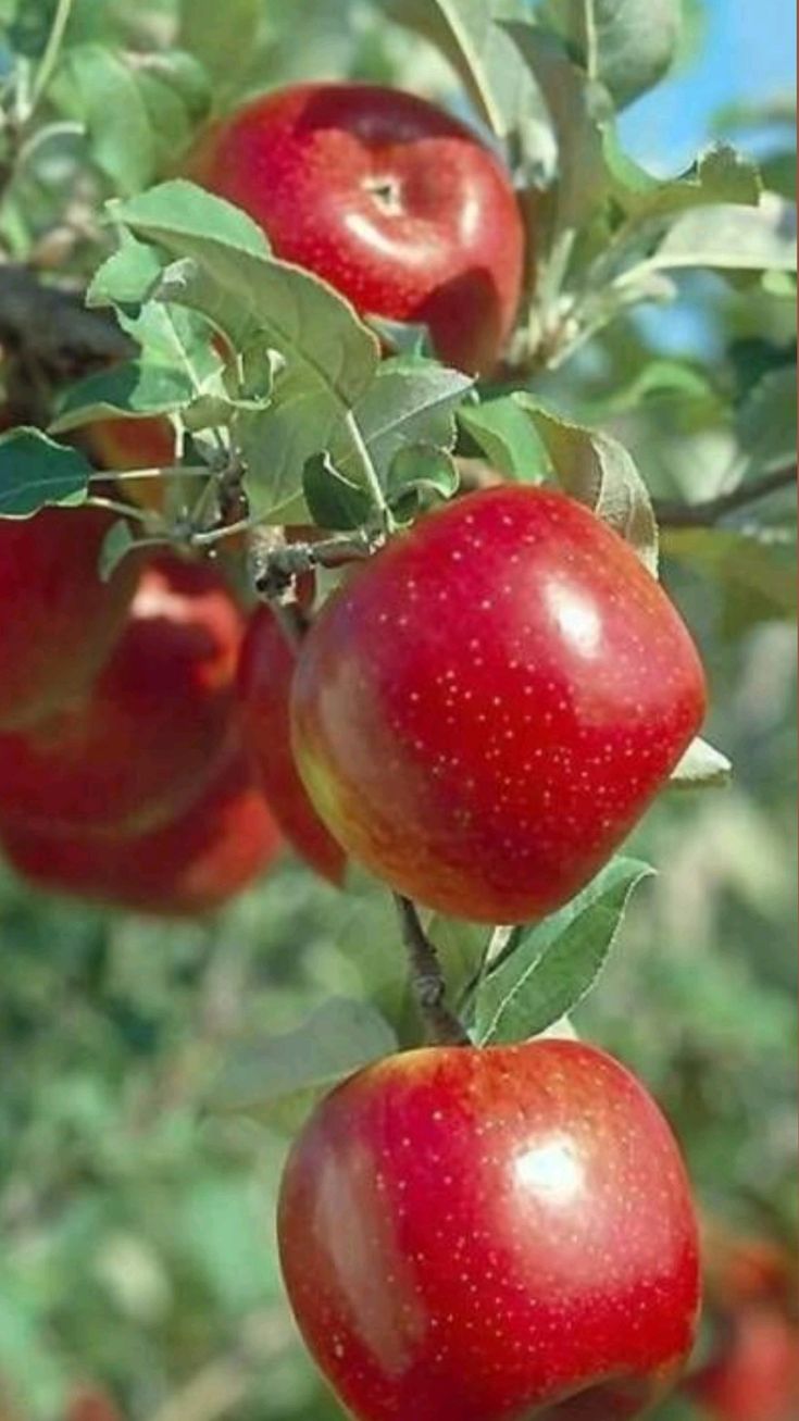 Ambrosia Apple Seeds (Malus domestica 'Ambrosia')