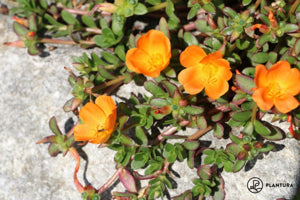 container-grown Portulaca moss rose with bright orange blooms

