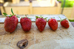close-up of tiny sweet strawberries with green foliage

